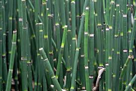 Image result for Hydrothauma manicatum