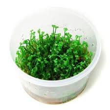 Image result for Marsilea minuta