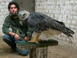 Largest bird in the world. The World S Largest Bird Is So Massive That Its Talons Match The Size Of A Grizzly Bear S