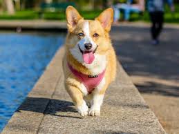 Daca esti o persoana care calatoreste foarte mult, ai nevoie de un animal de casa care sa te poata acompania mereu un voiajele tale. Scorpion Ce Rasa De Caine Ti Se Potriveste In Functie De Zodia In Care Esti