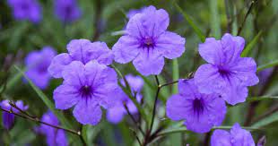 Check spelling or type a new query. Mexican Petunia Care Learn To Grow Ruellia Brittoniana