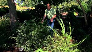 Understanding that plants respond differently to shade and that a wide range of shade situations are likely to be. Evergreen Shrubs For Shade Youtube