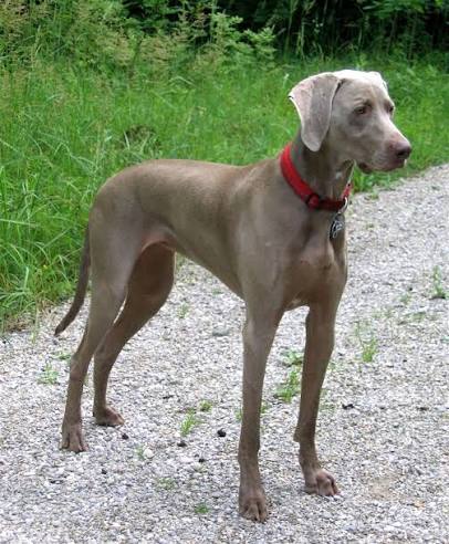 Weimaraner 