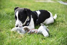 Chain pet stores typically have cats, hamsters, fish and a variety of other animal species safely. How Can I Socialise My Puppy During The Covid 19 Pandemic Rspca Knowledgebase