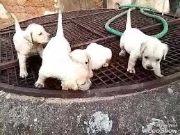 Labrador Retriever Puppies Kerala 5000 Labrador Puppy S Menachery Kennals Laloor Thrissur Kerala 9544539090 Paul 9388554349 Jose Labrador Retriever Puppies Labrador Puppy Training Labrador Retriever