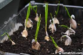Bingung bagaimana cara menanam bawang putih yang baik dan benar?. Cara Budidaya Bawang Putih Di Rumah Dengan Pot Atau Polybag Rumah123 Com