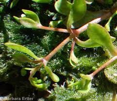 Image result for Montia fontana