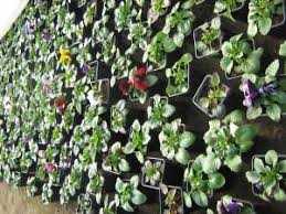 Bulbi de begonia curgatoare pendula portocalie. Vand Muscate Pitice Curgatoare Petunii Pansele Si Multe Altele Dolj