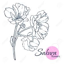 Hand Drawn Japanese Blossom Sakura Flowers Line Art Style Illustration Royalty Free Cliparts Vectors And Stock Illustration Image 106308148 Learn how you can draw different flowers step by step. hand drawn japanese blossom sakura flowers line art style illustration