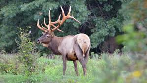 We did not find results for: Dave Wolf Elk Aren T Only Wildlife Draw In Elk County