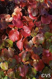 Wild grape is home to riversides and streambanks throughout much of california and southern oregon, often climbing and rambling up and around other trees, such as oregon white oak, california black oak, pacific madrona, or california foothill pine. Vitis Californica Roger S Red California Flora Nursery