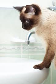 How To Wash A Cat With Dawn Dishwashing Detergent Cuteness Cat Shampoo Cat Drinking Cat Care