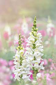 Check spelling or type a new query. 50 Flowers With Surprising Meanings Meanings Of Flowers