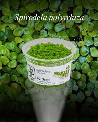 Image result for Spirodela