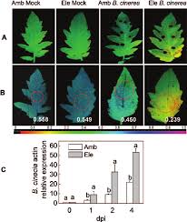 Image result for tomato seedling botrytis