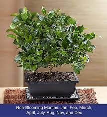 Gardenia bonsai make the perfect gift. Comforting Gardenia Bonsai 1800flowers Com 18971