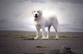 Snow ranch golden retriever english cream. Mountain Springs Kennel Home