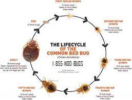 Following guidance from the centers for disease control and prevention (cdc), we've increased the frequency of cleaning and general hygiene maintenance in stores and other locations. Expert Bed Bug Exterminators Llc Sterling Heights Michigan Facebook