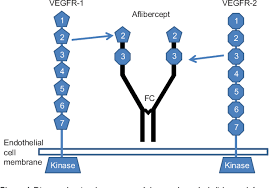 This chimeric protein targets vascular endothelial growth factors: Pdf Aflibercept In Wet Amd Specific Role And Optimal Use Semantic Scholar