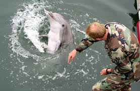 الجيش الروسي يعلن عن حاجته لتوظيف 5 دلافين عسكرية