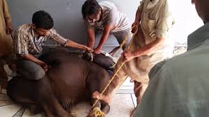 Canal park gulberg 2, lahore/ eid 2017. Dangerous Camel Qurbani By Noman Shahid