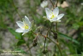 Image result for Spergula