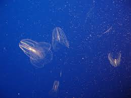 They are the largest animal to use cilia for locomotion. Ctenophora Comb Jellies Natureglo S Escience Marine Biology Virtual Library