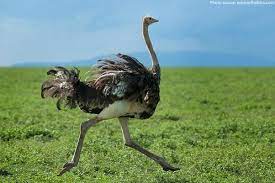 Which runs faster, the horse or the ostrich? How Fast Would An Ostrich Need To Run To Generate Enough Lift For Flight Quora