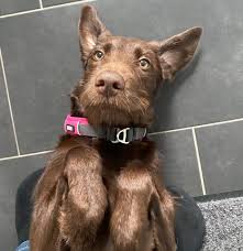 You will want the collar to be snug but not tight. What Size Collar For Labradoodle Puppy The Doodle Guide