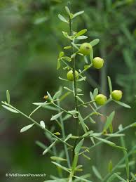 Image result for Osyris