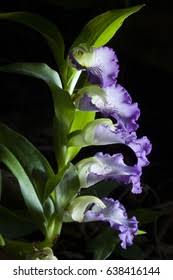 Image result for Brachycorythis