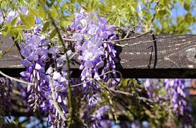 Grow Wisteria In A Pot Video Tutorial The Whoot Wisteria Plant Plants Wisteria How To Grow