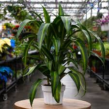 Image result for Dracaena