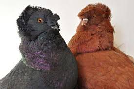 Birds Of A Different Color Three Major Genes Set Feather
