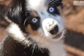 Review how much miniature australian shepherd puppies for sale sell for below. Miniature Australian Shepherd Puppies For Sale Asheville Nc Novocom Top