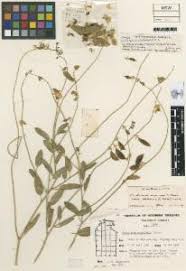 Image result for Crotalaria anthyllopsis