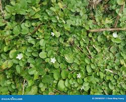 Image result for Evolvulus nummularius