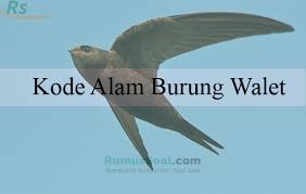 Mitos kejatuhan cicak memiliki berbagai arti karena hewan ini dipercaya membawa kesialan. Kode Alam Burung Walet 2d 3d 4d Menurut Erek Erek Primbon