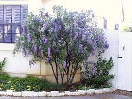 Texas Mountain Laurel Hardiness Zone Google Search Patio Trees Texas Landscaping Small Trees