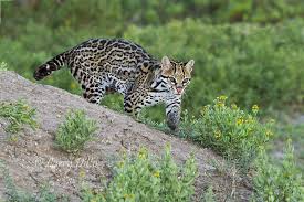 These wild cats are known as the ocelot, the jaguarundi, the margay, and the jaguar (though it is now by far the most plentiful of wild cats in texas, and throughout the united states, the feral domestic cat is simply a house pet gone wild. Ocelot Ocelots And Hill Country Wildlife Larry Ditto Nature Photography Wildlife