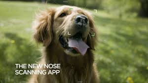 Dallas animal services main location and adoption center 1818 n. Adam Eve Ddb Launches The Noseid App To Help Identify Lost Dogs Famous Campaigns