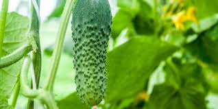 Maybe you would like to learn more about one of these? Best Companion Plants For Cucumbers