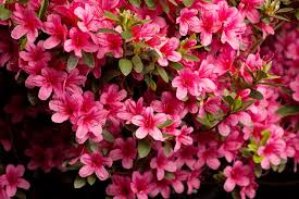 Freie kommerzielle nutzung keine namensnennung bilder in höchster qualität. Japanische Azalee Silvester Rhododendron Obtusum Silvester Gunstig Online Kaufen