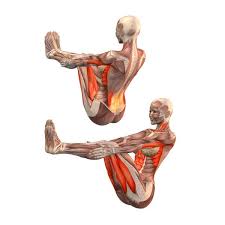 Half Boat Pose Ardha Navasana Yoga Poses Yoga Com Yoga Benefits Yoga Anatomy Yoga Muscles