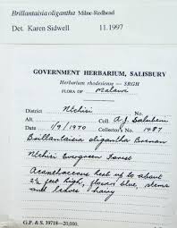 Image result for Brillantaisia oligantha