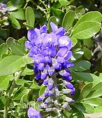 Unbeatable prices · online since 2002 · unbeatable prices Texas Mountain Laurel Archives Desert Gardening 101