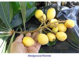 Submit Your Seedling Loquat Variety -Show Your Loquat Fruits
