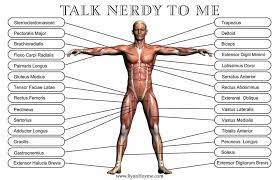 However, the muscle names often reflect something about their action, their shape, or their locations. Muscles Human Anatomy Muscle Diagram Physical Therapist Assistant