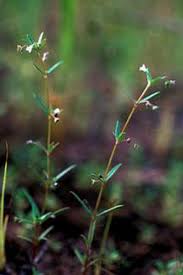 Image result for Oldenlandia corymbosa