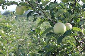 Georgia has been known for many years as the peach state, because of the ideal much apple tree activity is centered around cornelia, ga., famous for delicious fall apple production. Georgia Apples For Sale Georgia Grown Fruits Vegetables